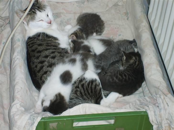 Blanding af racer tøsen billede 1