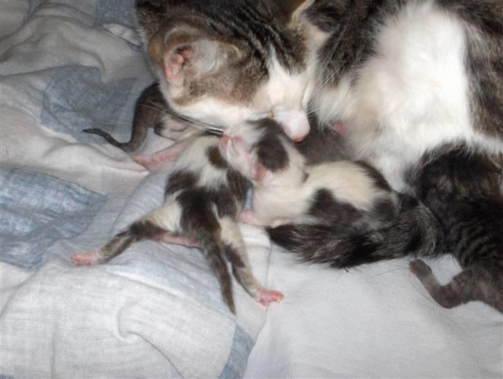 Blanding af racer tøsen billede 2