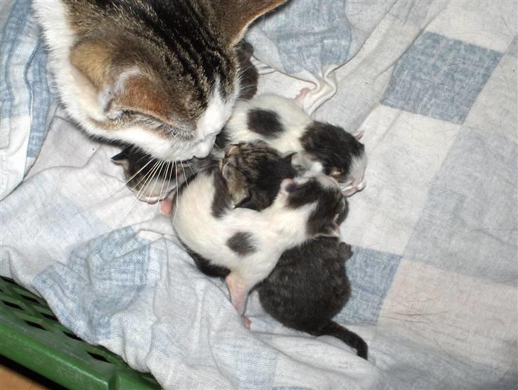 Blanding af racer tøsen - de er født den 30/6 07 og hun fik 5 stk 1 pige og 4 drenge. billede 3