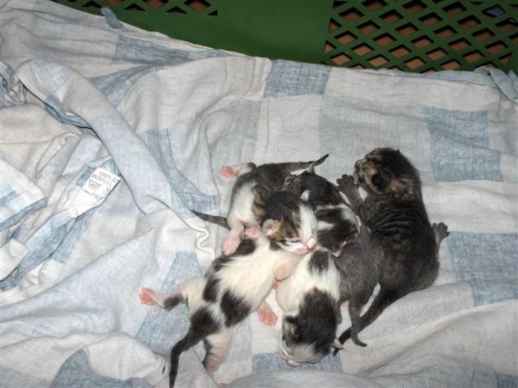 Blanding af racer tøsen billede 4