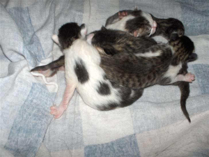 Blanding af racer tøsen billede 5