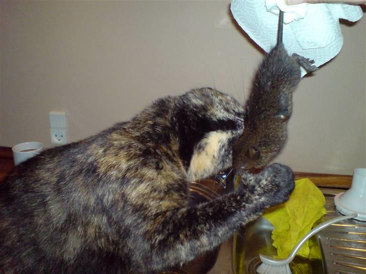 Huskat Gaia - Kææææmpe fangst- ad ;-) billede 17