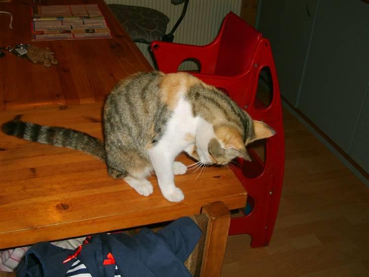 Blanding af racer olympia  billede 1