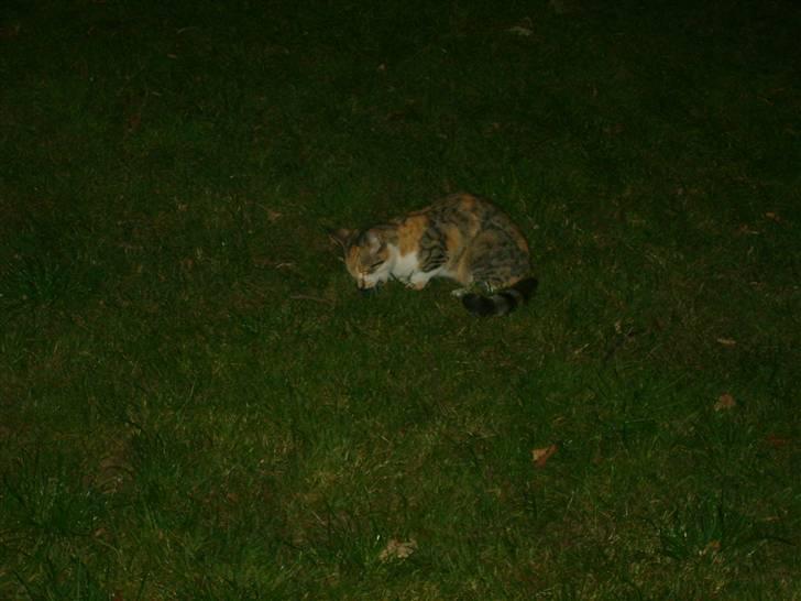 Blanding af racer olympia  - har lige fanget en lille mus billede 2