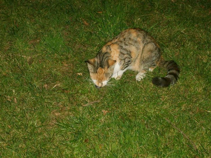 Blanding af racer olympia  - har lige fanget en lille mus billede 3