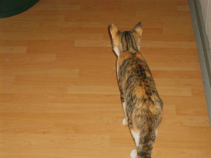 Blanding af racer olympia  billede 4