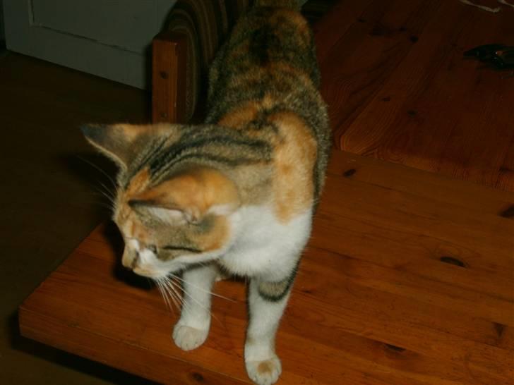 Blanding af racer olympia  billede 5