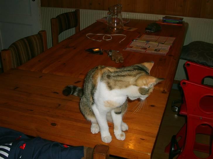 Blanding af racer olympia  billede 6