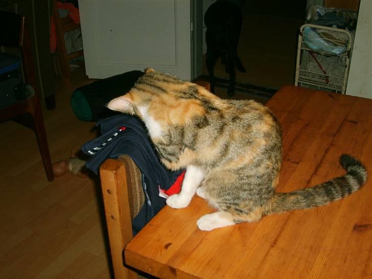 Blanding af racer olympia  billede 7