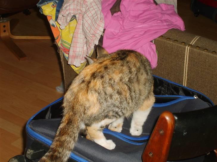 Blanding af racer olympia  billede 8