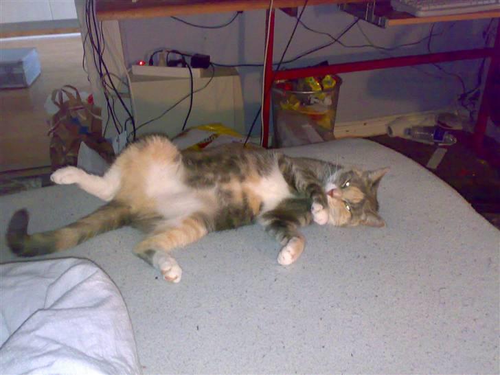 Huskat Daizy - Ihh jeg slapper altså lige af. billede 8