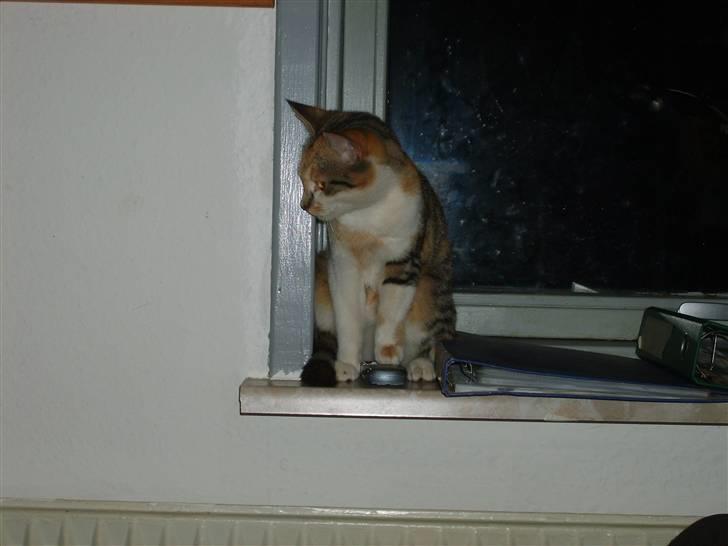 Blanding af racer olympia  billede 9