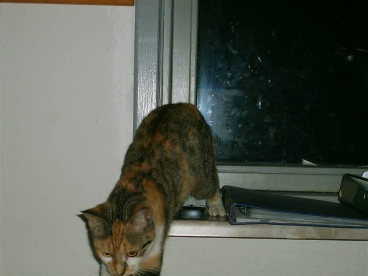 Blanding af racer olympia  billede 10