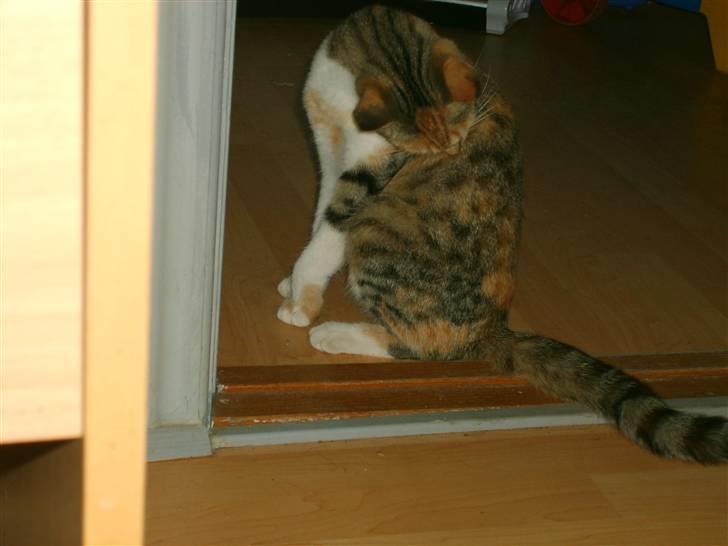 Blanding af racer olympia  billede 11