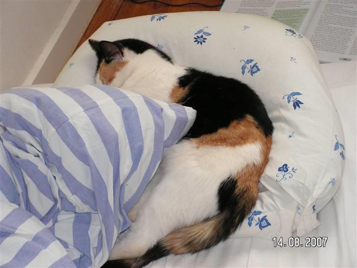 Huskat Sille (Himmelkat) - Putte-sove-senge-kat... billede 10