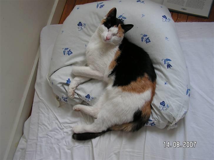 Huskat Sille (Himmelkat) billede 11