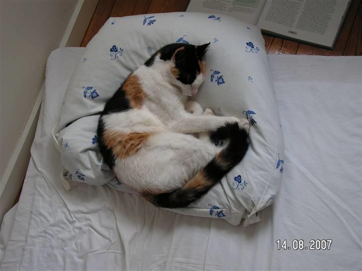 Huskat Sille (Himmelkat) billede 12