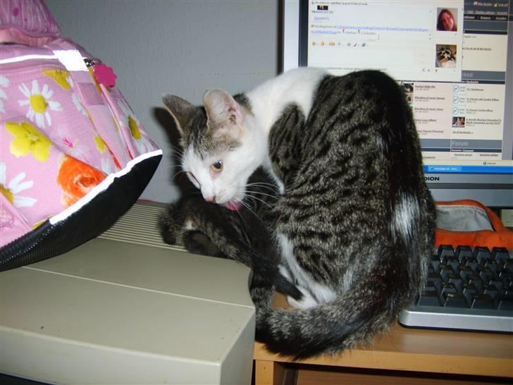 Blanding af racer tøsen billede 6