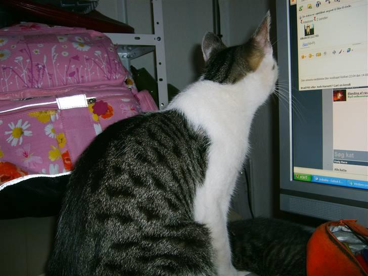 Blanding af racer tøsen - jeg skal lige se om jeg kan hjælper min ejer med noget  billede 7