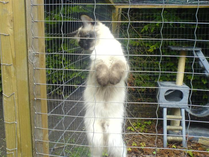 Hellig Birma Tipper har fået nyt hjem billede 1