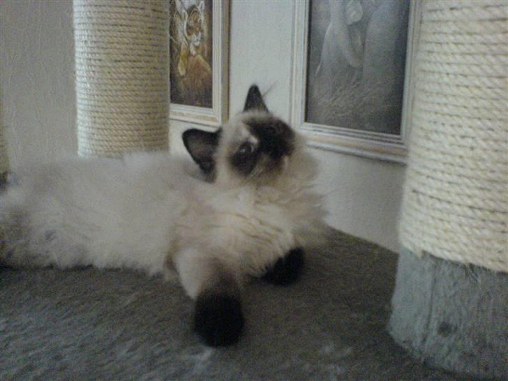 Hellig Birma Tipper har fået nyt hjem billede 3