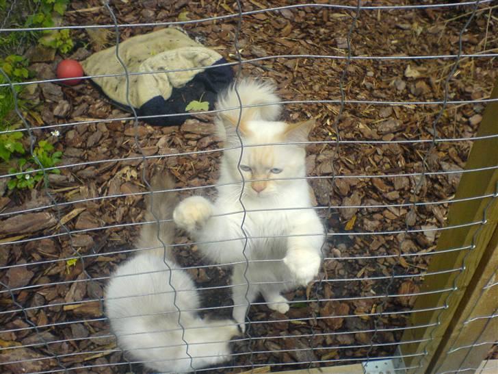 Hellig Birma Fnuggi har fået nyt hjem billede 1