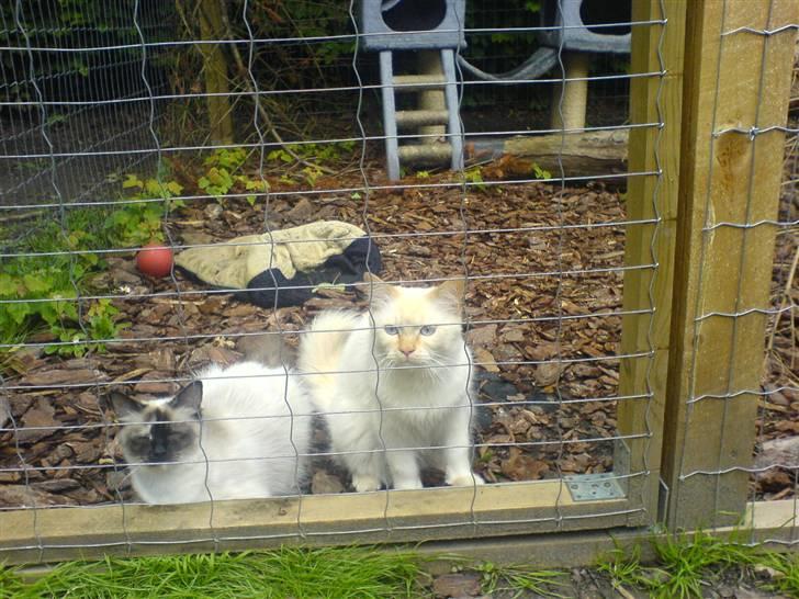 Hellig Birma Fnuggi har fået nyt hjem billede 2