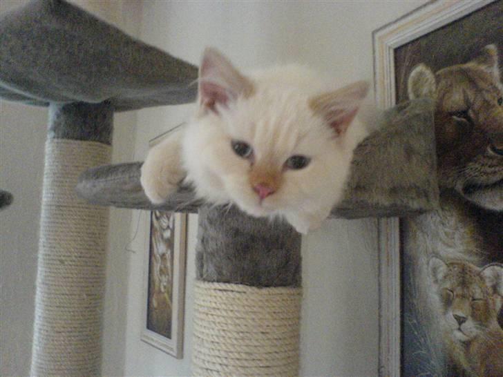 Hellig Birma Fnuggi har fået nyt hjem billede 3