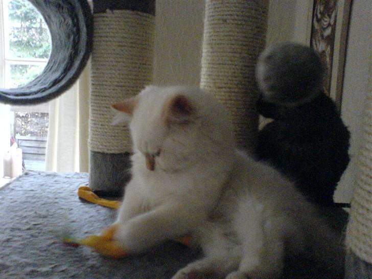 Hellig Birma Fnuggi har fået nyt hjem billede 4