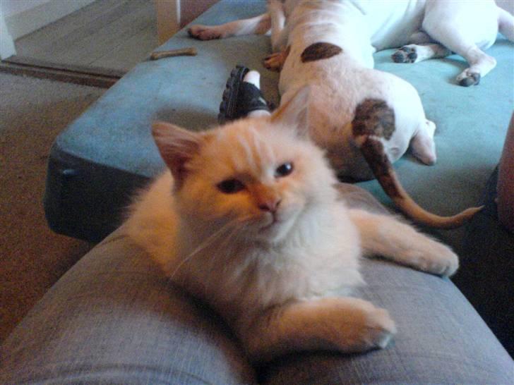 Hellig Birma Fnuggi har fået nyt hjem billede 5