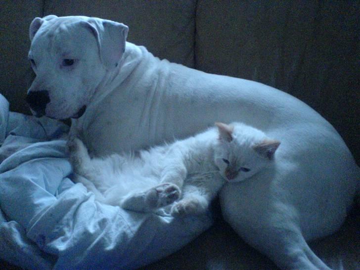 Hellig Birma Fnuggi har fået nyt hjem billede 6