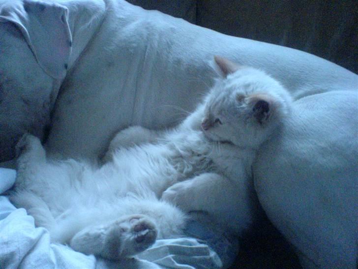 Hellig Birma Fnuggi har fået nyt hjem billede 7