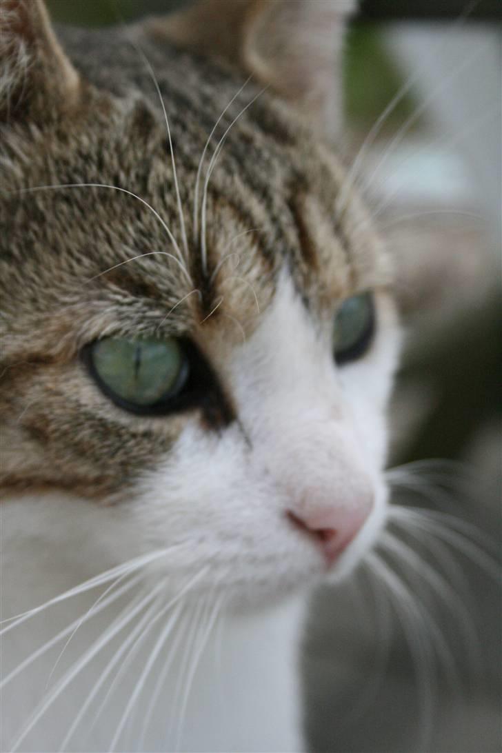 Huskat Oliver R.I.P  - grønne øjne<3333 billede 8