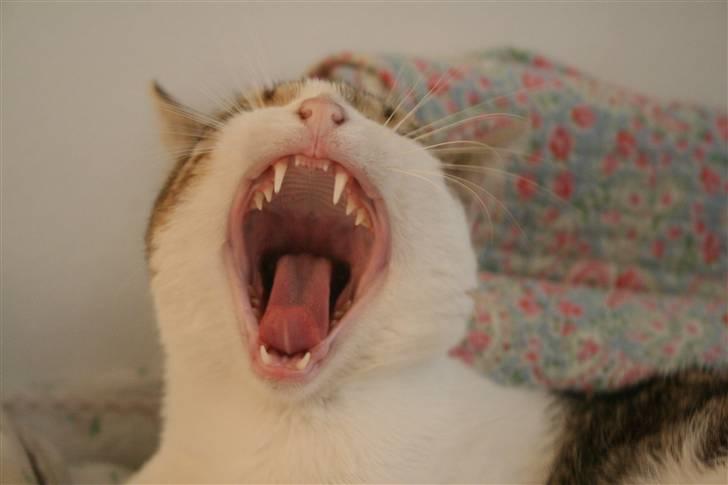 Huskat Oliver R.I.P  billede 9