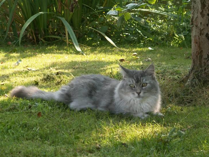 Maine Coon Simba billede 3