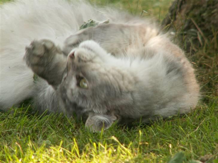 Maine Coon Simba billede 4