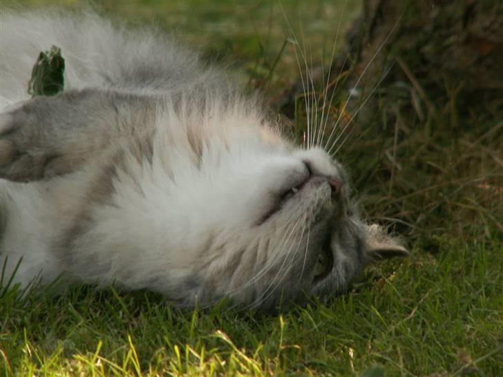 Maine Coon Simba billede 5