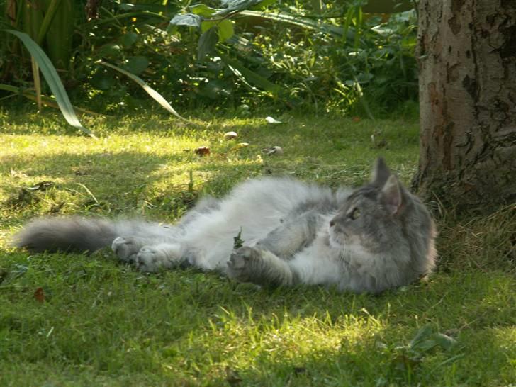 Maine Coon Simba billede 6