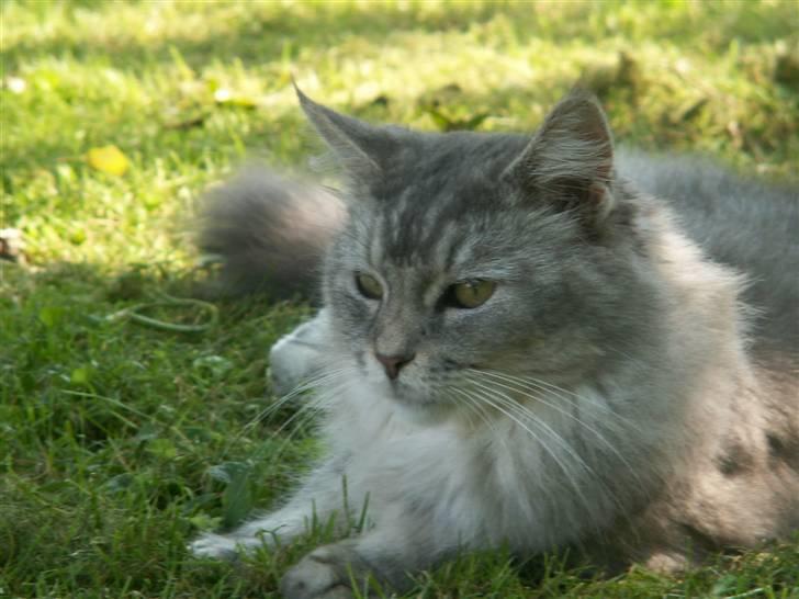 Maine Coon Simba billede 7