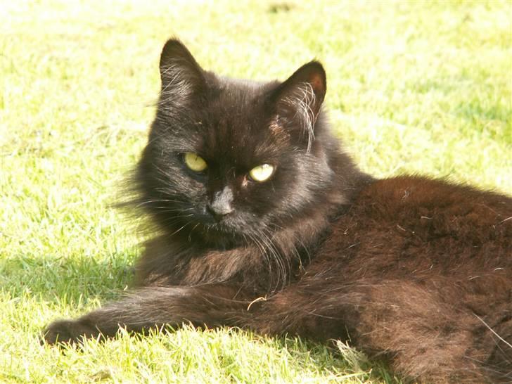 Maine Coon Bella R.I.P  billede 6