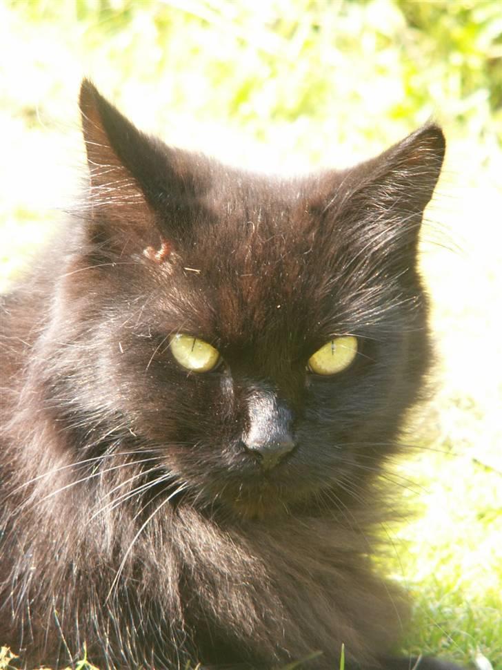 Maine Coon Bella R.I.P  billede 7