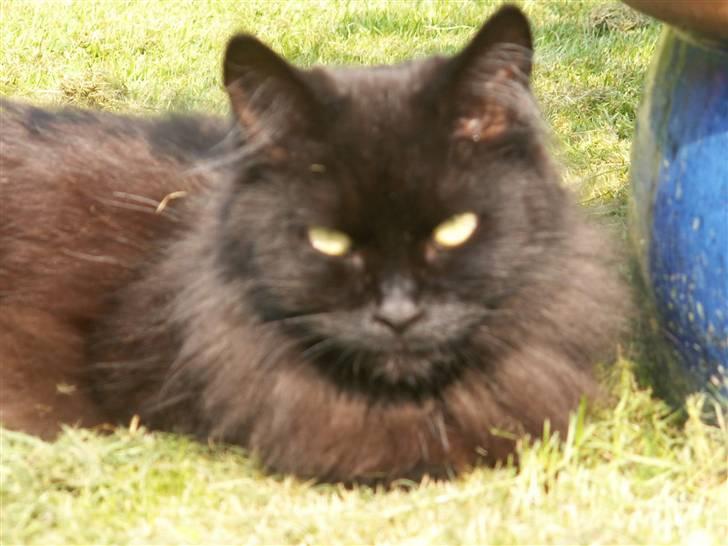 Maine Coon Bella R.I.P  billede 8