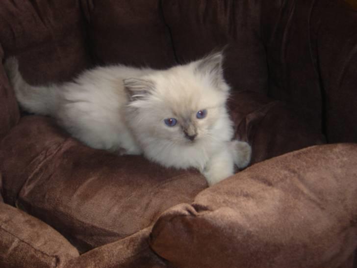 Ragdoll Idefix billede 8