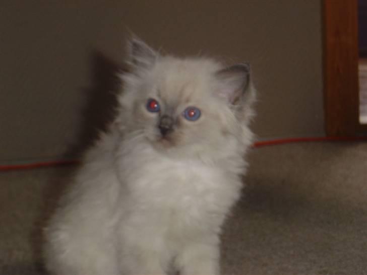 Ragdoll Idefix billede 9