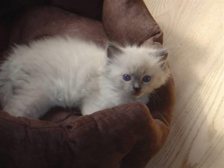 Ragdoll Idefix billede 10