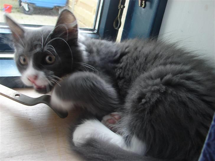 Blanding af racer Knud Død 08:( - 13 uger og morgensur billede 6