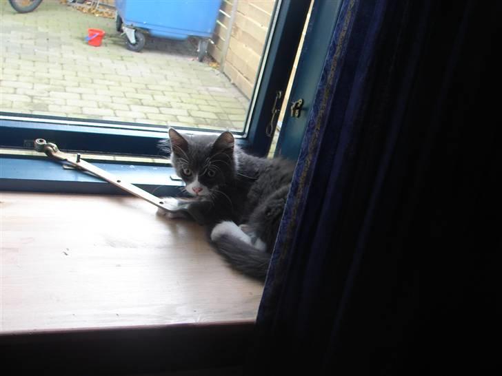 Blanding af racer Knud Død 08:( - 13 uger billede 7