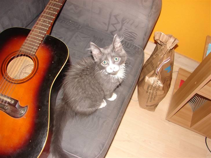 Blanding af racer Knud Død 08:( - knud kan godt lide min guitar:P 13 uger billede 8