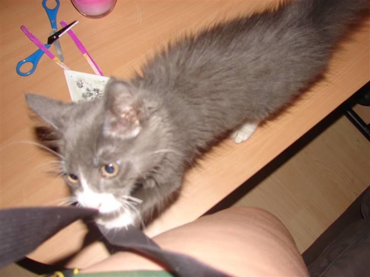 Blanding af racer Knud Død 08:( - nu ska jeg lige ordne den rem på kameraet!! 13 uger billede 9