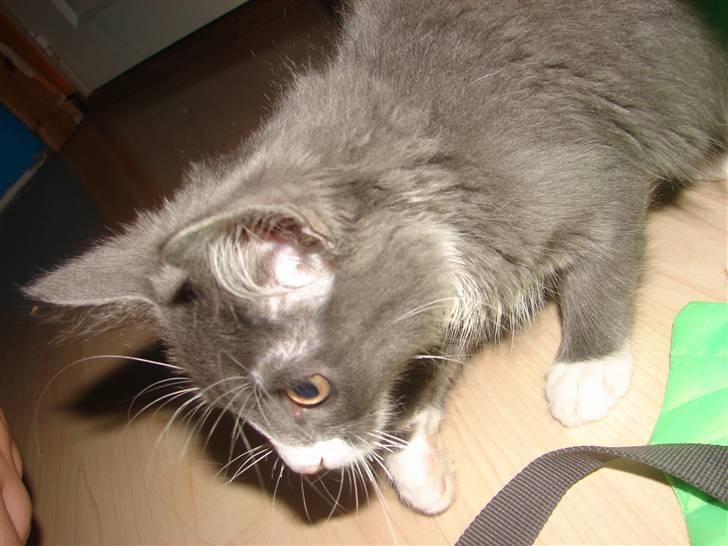 Blanding af racer Knud Død 08:( - 13 uger billede 10